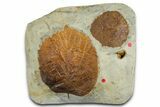 Wide Plate with Two Fossil Leaves (Two Species) - Montana #377892-1